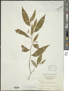 Image of Centradenia paradoxa