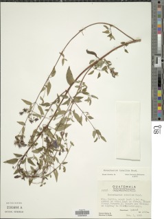 Image of Monochaetum tenellum