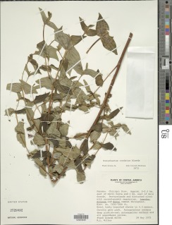 Image of Monochaetum cordatum