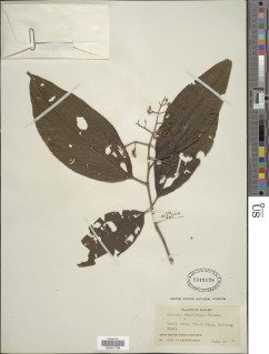Miconia affinis image