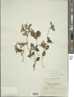 Heterotis rotundifolia image