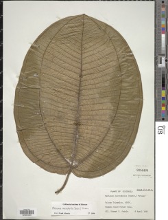 Meriania macrophylla image