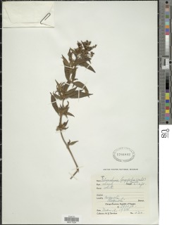 Chaetogastra longifolia image
