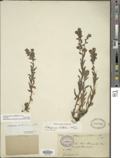 Image of Lithospermum sordidum