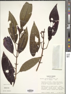 Miconia oinochrophylla image