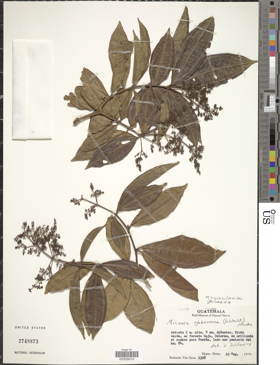 Miconia longifolia image