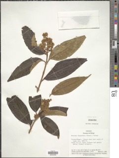Miconia ibaguensis image
