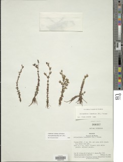 Image of Acisanthera limnobios
