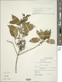 Stanmarkia spectabilis image