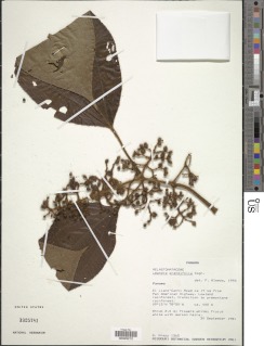 Leandra grandifolia image