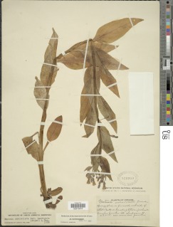 Mertensia brachycalyx image
