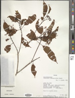 Image of Conostegia fragrantissima
