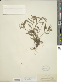 Centradenia floribunda subsp. floribunda image