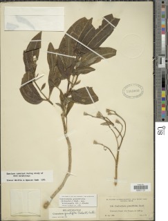 Centradenia grandifolia subsp. brevisepala image