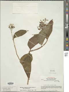 Centradenia grandifolia subsp. grandifolia image