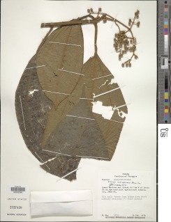 Miconia astroplocama image
