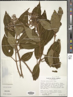 Miconia costaricensis image
