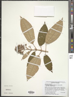 Miconia xalapensis image