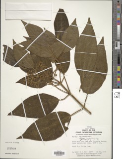 Miconia costaricensis image