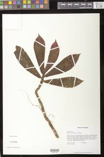 Columnea maculata image