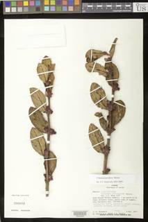 Columnea parviflora image