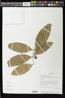 Rinorea lindeniana var. fernandeziana image