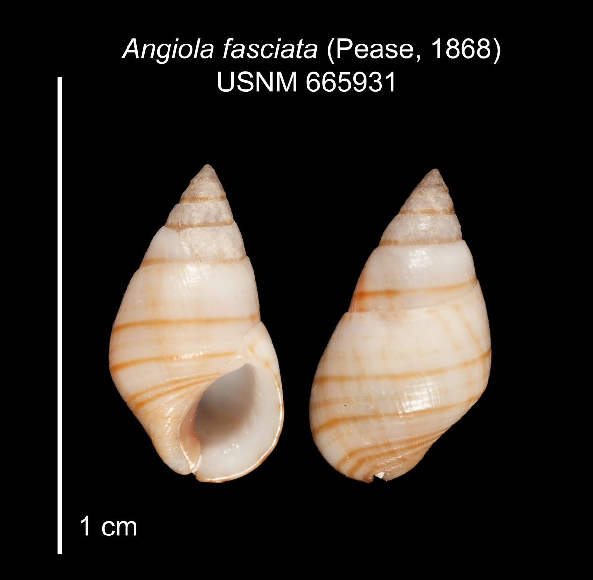 Angiola fasciata image
