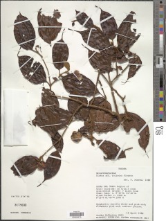 Image of Blakea foliacea