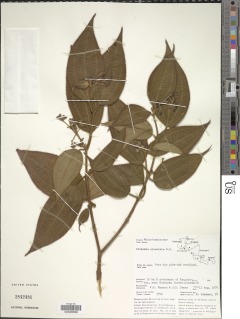 Image of Clidemia urceolata