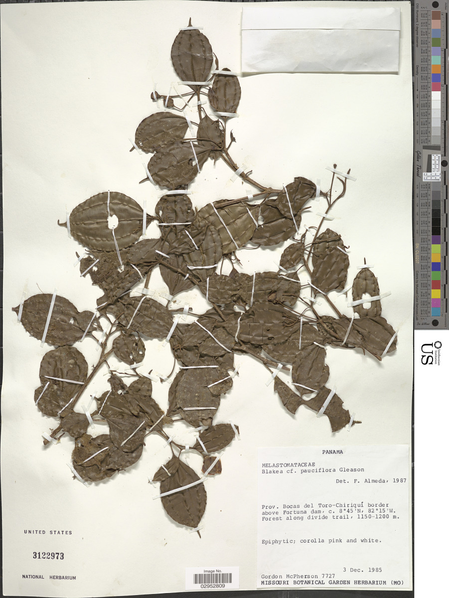 Blakea pauciflora image