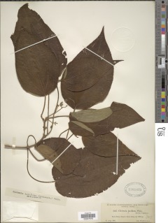 Clidemia laxiflora image