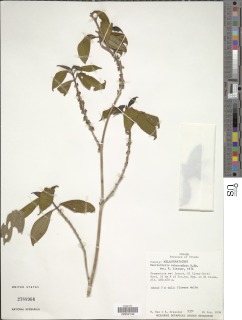 Henriettella tuberculosa image