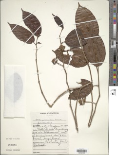 Image of Blakea guatemalensis