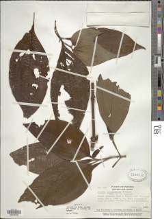 Clidemia trichocalyx image