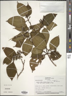 Image of Clidemia urceolata