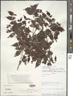 Mouriri myrtilloides image
