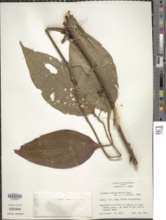 Miconia neoepiphytica var. trichocalyx image