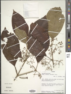 Image of Ossaea robusta