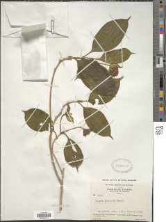Blakea gracilis image