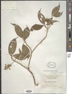 Blakea gracilis image