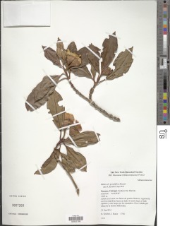 Image of Blakea grandiflora