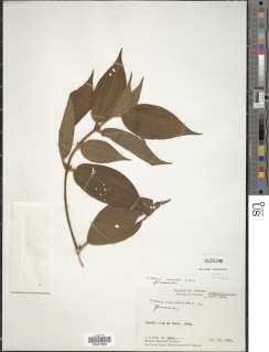 Image of Clidemia monantha