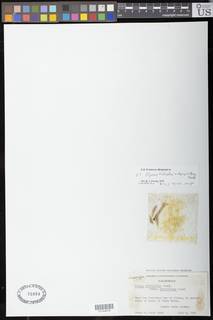 Elymus X gouldii image