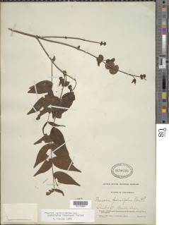 Mouriri parvifolia image