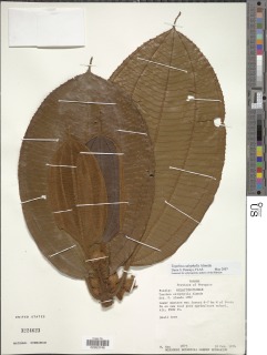 Topobea calophylla image