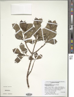 Blakea parvifolia image