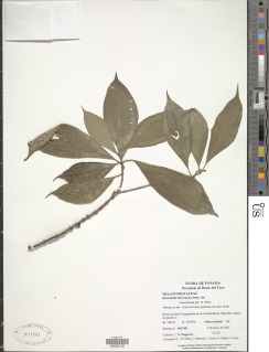 Henriettella tuberculosa image
