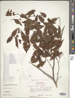 Mouriri parvifolia image