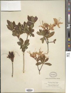 Rhododendron occidentale image