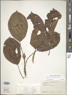 Topobea parasitica image